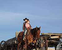 ranch-work-quarter-horse