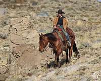 western-riding-quarter-horse