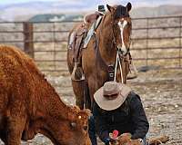 ranch-versatility-quarter-horse