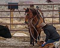 ranch-work-quarter-horse