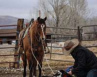 reining-quarter-horse