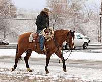 trail-quarter-horse