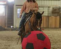 western-riding-quarter-horse