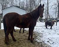 saddlebred-gelding