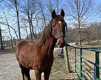 saddlebred-horse