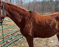 saddlebred-horse-for-sale