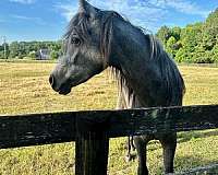 arabian-gelding