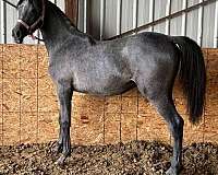 arabian-horse-for-sale