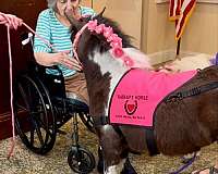 experienced-miniature-horse