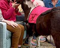 flashy-miniature-horse