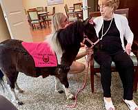 husband-safe-miniature-horse