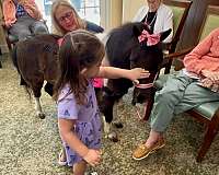 kid-safe-miniature-horse