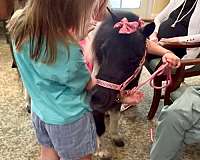 therapy-miniature-horse