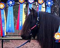 sport-fell-pony