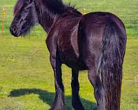 project-fell-pony