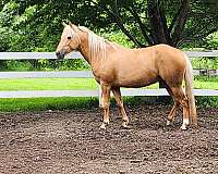 athletic-palomino-horse