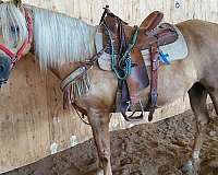 barrel-palomino-horse