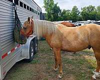 barrel-racing-palomino-horse