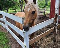 palomino-gelding