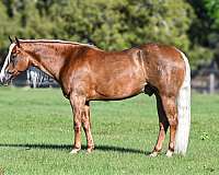 athletic-quarter-horse