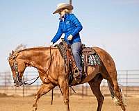 ranch-work-quarter-horse