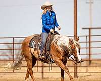 reining-quarter-horse