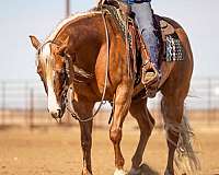 roping-quarter-horse