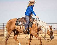 show-hack-quarter-horse