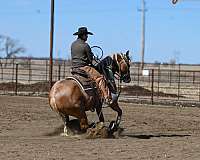 calf-roping-quarter-horse