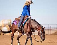 calf-roping-quarter-horse