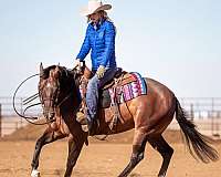 ranch-versatility-quarter-horse