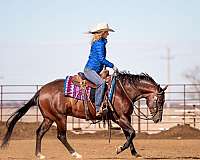 ridden-english-quarter-horse