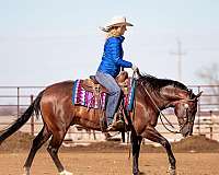 ridden-western-quarter-horse