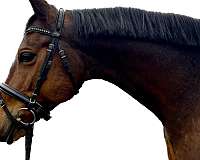 trakehner-horse