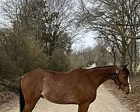 arena-thoroughbred-horse