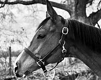 around-thoroughbred-horse