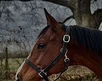 athletic-thoroughbred-horse