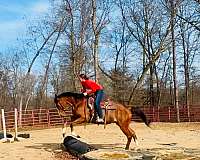 available-thoroughbred-horse