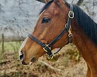 barefoot-thoroughbred-horse