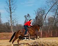 barn-thoroughbred-horse