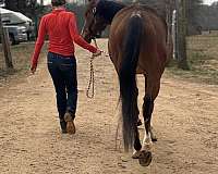 call-thoroughbred-horse