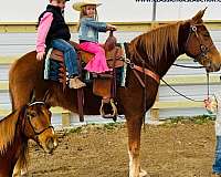 and-more-kentucky-mountain-horse