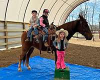 classic-kentucky-mountain-horse