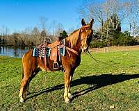 columbia-kentucky-mountain-horse