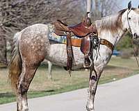 trail-gaited-mare