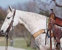 trail-riding-saddlebred-horse