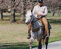 trail-saddlebred-horse