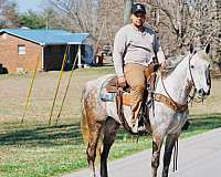 western-pleasure-saddlebred-horse