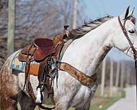 western-riding-saddlebred-horse