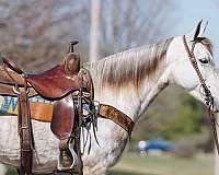 grey-saddlebred-mare